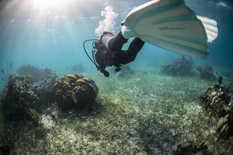 Consejos para buceo en resorts costeros 1 consejos para buceo en resorts costeros