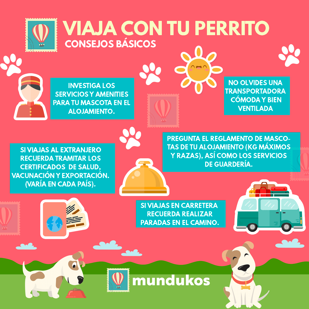 Pasos para viajar con mascotas 1 pasos para viajar con mascotas